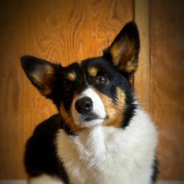 Tipsy - Pembroke Welsh Corgi