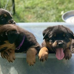 Rottweilers from Von Gogginhaus Rottweilers