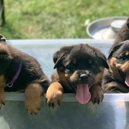 Rottweilers from Von Gogginhaus Rottweilers