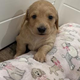 Dachshund Puppies from Coastal Bluff Pups