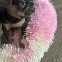 French Bulldog Puppies from Hauppy’s Frenchies