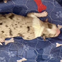 Red Merle Female 1 - Red merle female Australian Shepherd puppy in Rolla, Missouri from Lazy J Aussies