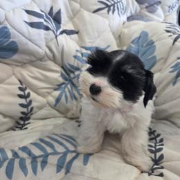 Theadore - Parti male Miniature Schnauzer puppy in Paradise, Utah from Highbornschnauzers