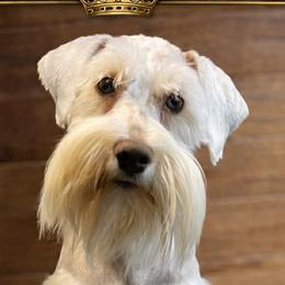 Sugar - Miniature Schnauzer