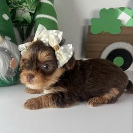 Tiny Chocolate girl - Chocolate and tan female Yorkshire Terrier puppy in Gainesville, Georgia from Country Dog Kennels.