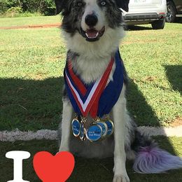 Border Collie Puppies from M and J Farm