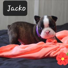 Jacko - Brindle and white male Boston Terrier puppy in Brooksville, Florida from Delamorés Pups