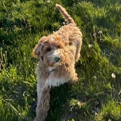Goldendoodles and Labradoodles from Cloverdale Doodles LLC.