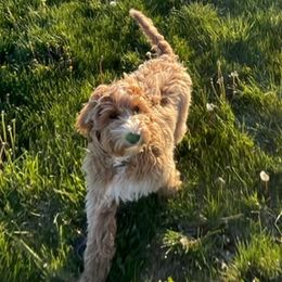 Goldendoodles and Labradoodles from Cloverdale Doodles LLC.