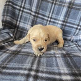 Karen - Golden female Golden Retriever puppy in Menasha, Wisconsin from Kreger's K9s