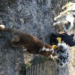 Australian Shepherd Puppies from Soggy Bottom Farms