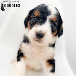 BRADEN - Tri-color male Bernedoodle puppy in Tipton, Indiana from Country Creek Doodles