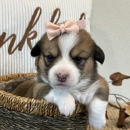 KATE AKC - Sable female Pembroke Welsh Corgi puppy in Hinton, Oklahoma from Green Cloud Ranch