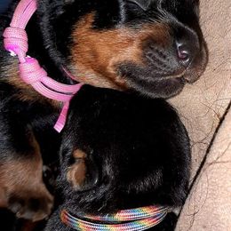 Rottweiler Puppies from C&C Royal Rottweilers
