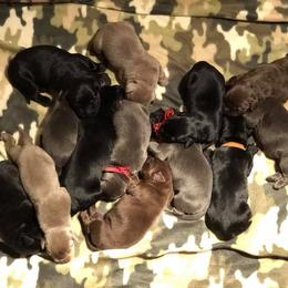 Dilute Retriever and Labrador Retriever Puppies from TLS Retrievers