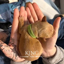Dachshund Puppies from 208 Dox Dynasty