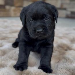 Boy 2 - Black male Labrador Retriever puppy in Chapel Hill, Tennessee from Pure Heaven Labs