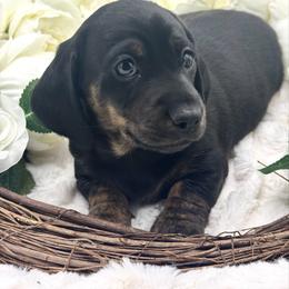 Darby - Black and tan female Dachshund puppy in Exeter, California from Sawtooth Miniature Dachshunds