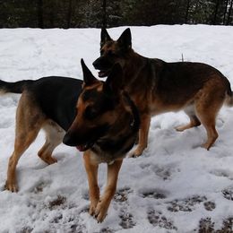 German Shepherds from Deinst Haus GSD