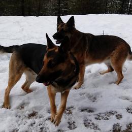German Shepherds from Deinst Haus GSD