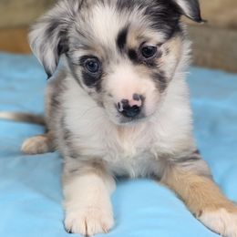 B3 - Blue merle male Miniature Australian Shepherd puppy in Citra, Florida from Southpaw Herders LLC