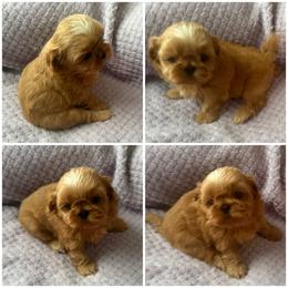 Ellie - Cream and white female Shih Tzu puppy in Kamilche, Washington from Serendipity Shih tzu
