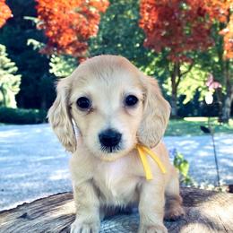 Dachshund Puppies from Northwest Dachshunds