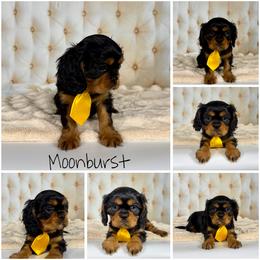 Moonburst - Black and tan male Cavalier King Charles Spaniel puppy in De Pere, Wisconsin from Rose Garden Kennels