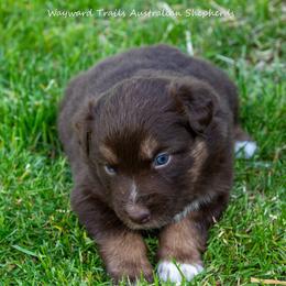 Yellow - Red tri-color female Australian Shepherd puppy in Bloomfield, New York from Wayward Trails Kennel