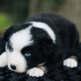 Poppy - Australian Shepherd puppy in Coldwater, Michigan from Northern Star Australian Shepherds