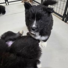 Inosuke - Black and white male Siberian Husky puppy in Buckeye, Arizona from Anime Huskies