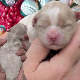 Girl 2 - Gold and white female Shihpoo puppy in Coshocton, Ohio from Forever Family Puppies