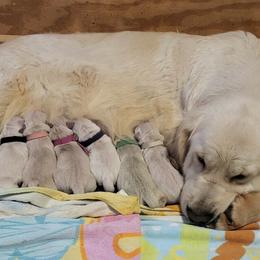 Cali - Golden Retriever