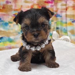 Louise - Blue and gold female Yorkshire Terrier puppy in Monticello, Iowa from Ashley’s Puppies