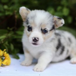 American Corgi and Basset Hound Puppies from High Hopes Hounds