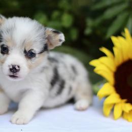 American Corgi and Basset Hound Puppies from High Hopes Hounds
