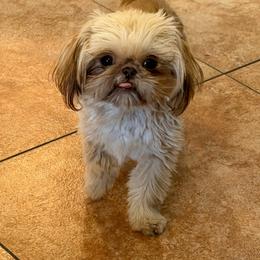 Stella - Liver female Shih Tzu puppy in Oak Hills, California from High Desert  Shih Tzu