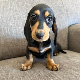 Mona 2500 - Black and cream female Dachshund puppy in Tonopah, Arizona from Brandie's Dachshunds
