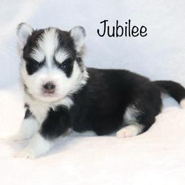 Jubilee - Black and white female Pomsky puppy in Denham Springs, Louisiana from Bayouland Pomskies