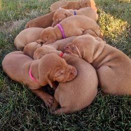 PINKY - Golden rust female Vizsla puppy in Mc Donald, Pennsylvania from Rust Creek Vizslas