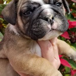 Bulldogs from Bandana Bullies