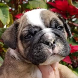 Bulldogs from Bandana Bullies