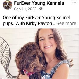Cockapoo and Poodle Puppies from FurEver Young Kennels