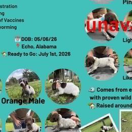 German Shorthaired Pointers from Hayden Adams