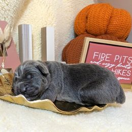 Hickory - Gray male Cane Corso puppy in Franktown, Colorado from Earth and Ship Cane Corso