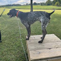 Dachshund and German Shorthaired Pointer All Grown Up from Turner Delightful Dachshund Farm & German Short Hair Pointers