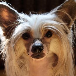 Pumpkin  - Chinese Crested