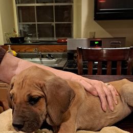 Great Dane Puppies from Lentz Great Danes