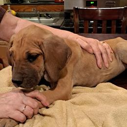 Great Dane Puppies from Lentz Great Danes