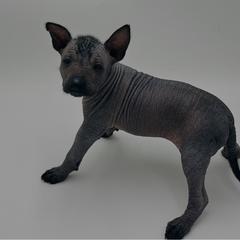Brantly - Black male Xoloitzcuintli puppy in West Jordan, Utah from Majestic Nakids